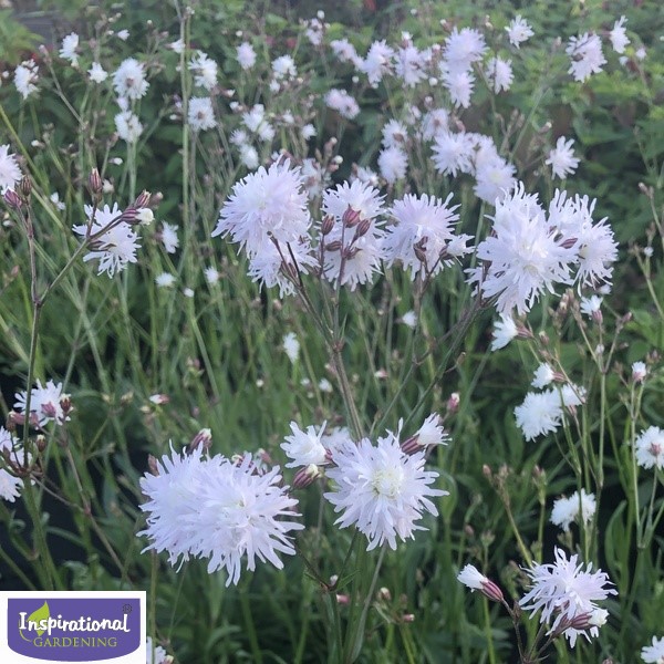 Lychnis Petite Henri Inspirational Gardening