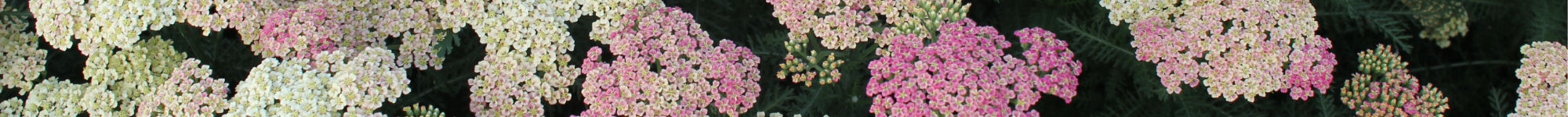 Achillea millefolium Pineapple Mango
