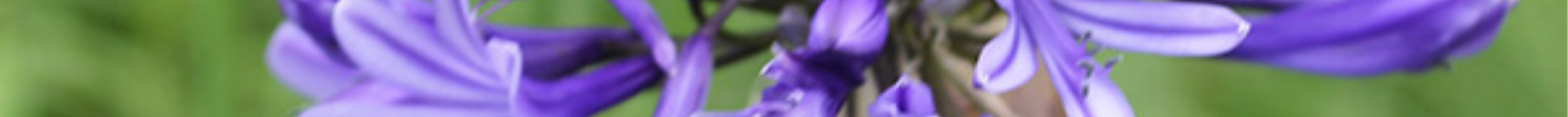 Agapanthus praecox Star Gazer (1)