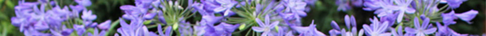Agapanthus praecox Star Quality