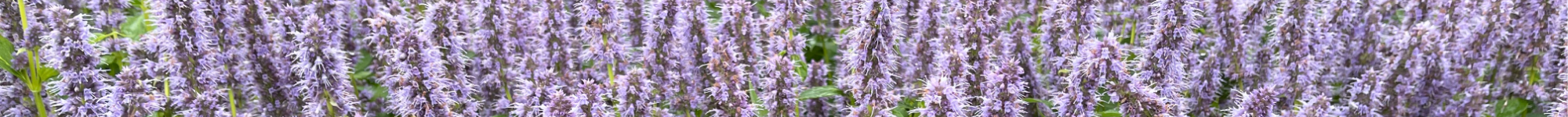 Agastache hybrid Blue Fortune (1)