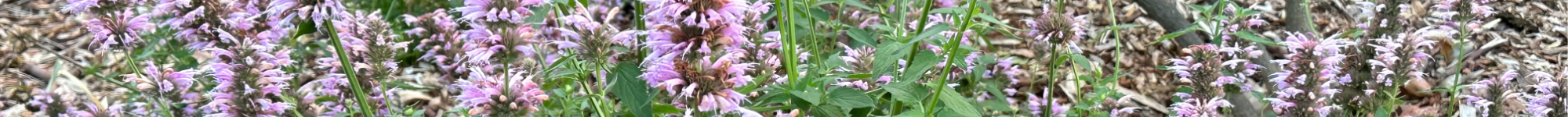 Agastache hybrid Pink Fortune (1)