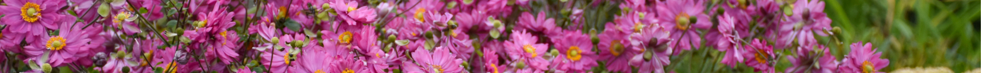 Anemone hybrid Fall in Love Sweetly (1)