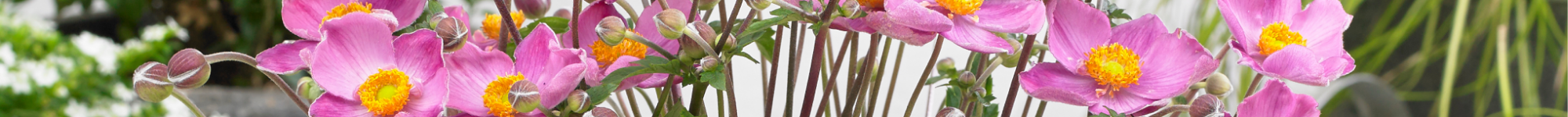 Anemone x hybrida Fantasy Cinderella (1)