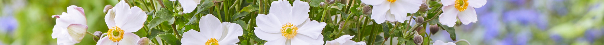 Anemone x hybrida Fantasy Elsa (1)