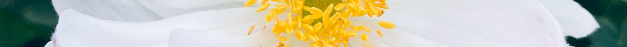 Anemone x hybrida Fantasy Rapunzel (1)