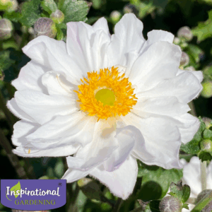 Anemone x hybrida Fantasy Rapunzel