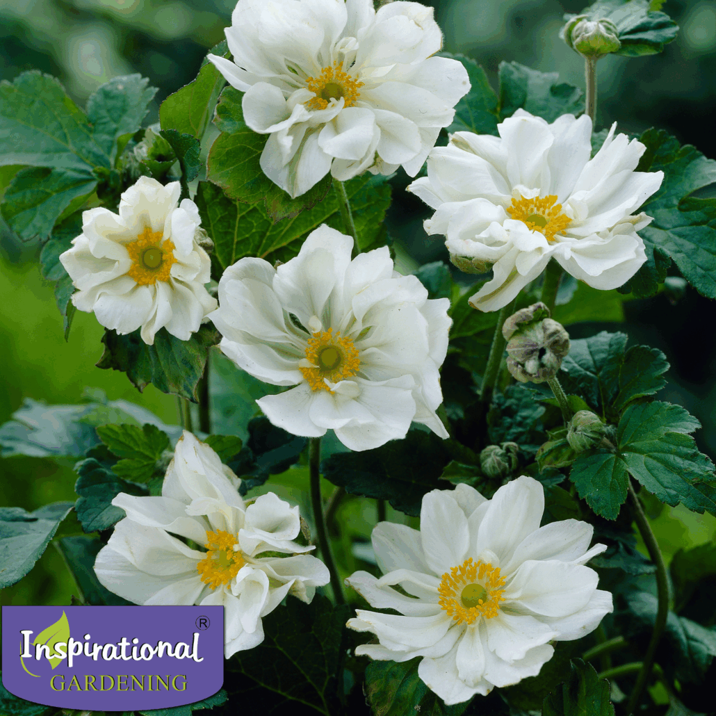 Anemone x hybrida whirlwind inspirational gardening